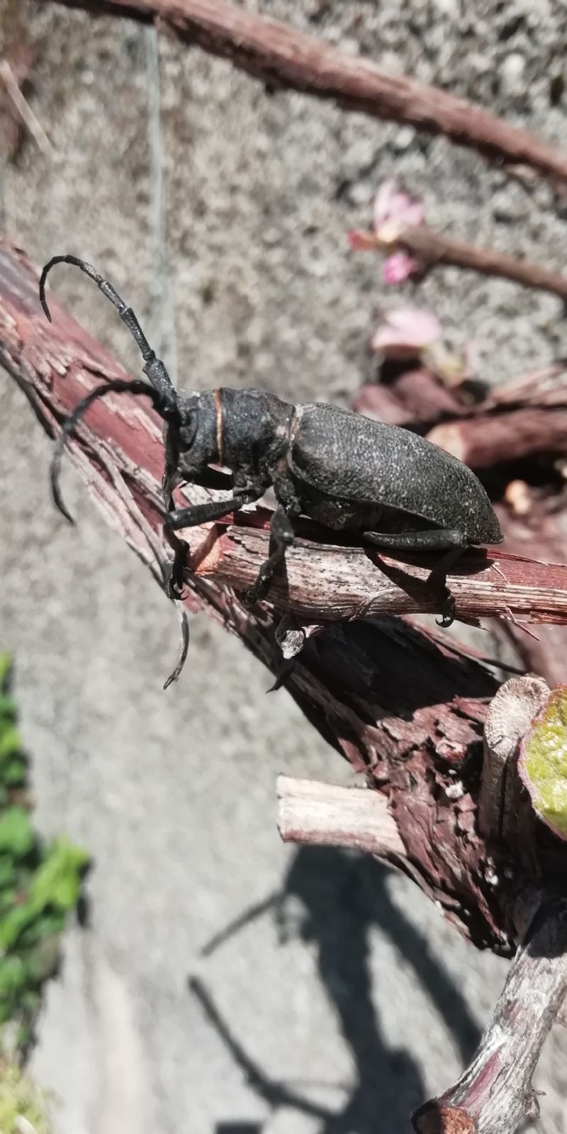 Cerambycidae:  Lamia textor